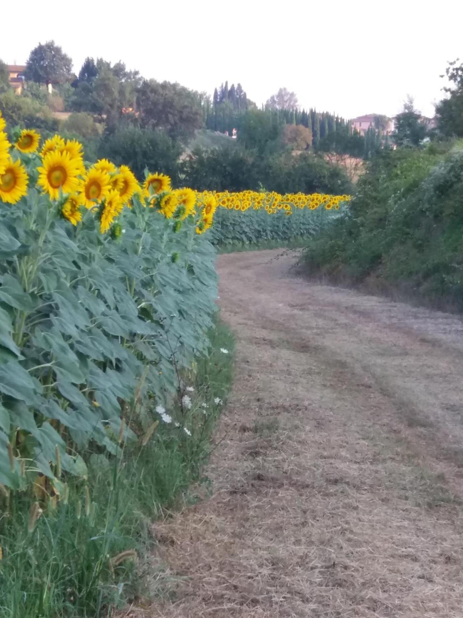 Podere Gian Battaglia Fucecchio Bagian luar foto