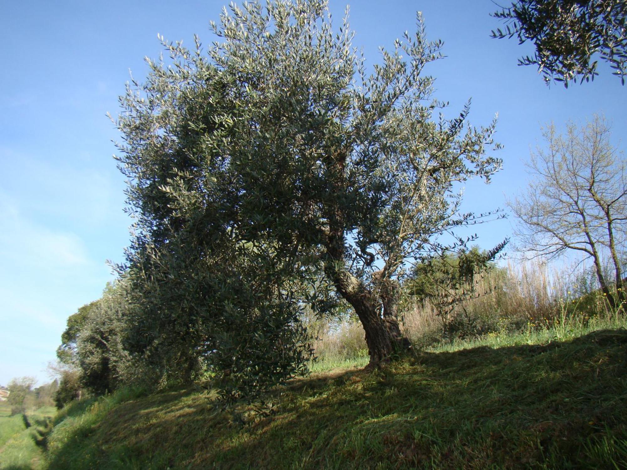 Podere Gian Battaglia Fucecchio Bagian luar foto