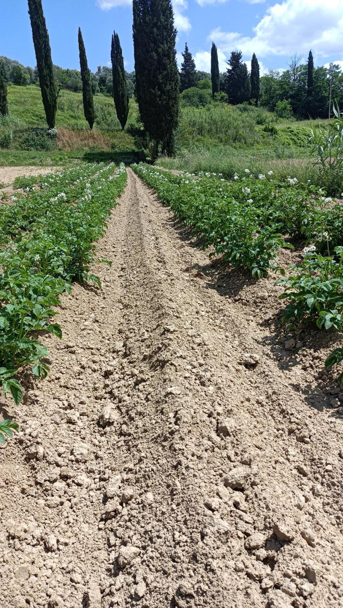 Podere Gian Battaglia Fucecchio Bagian luar foto