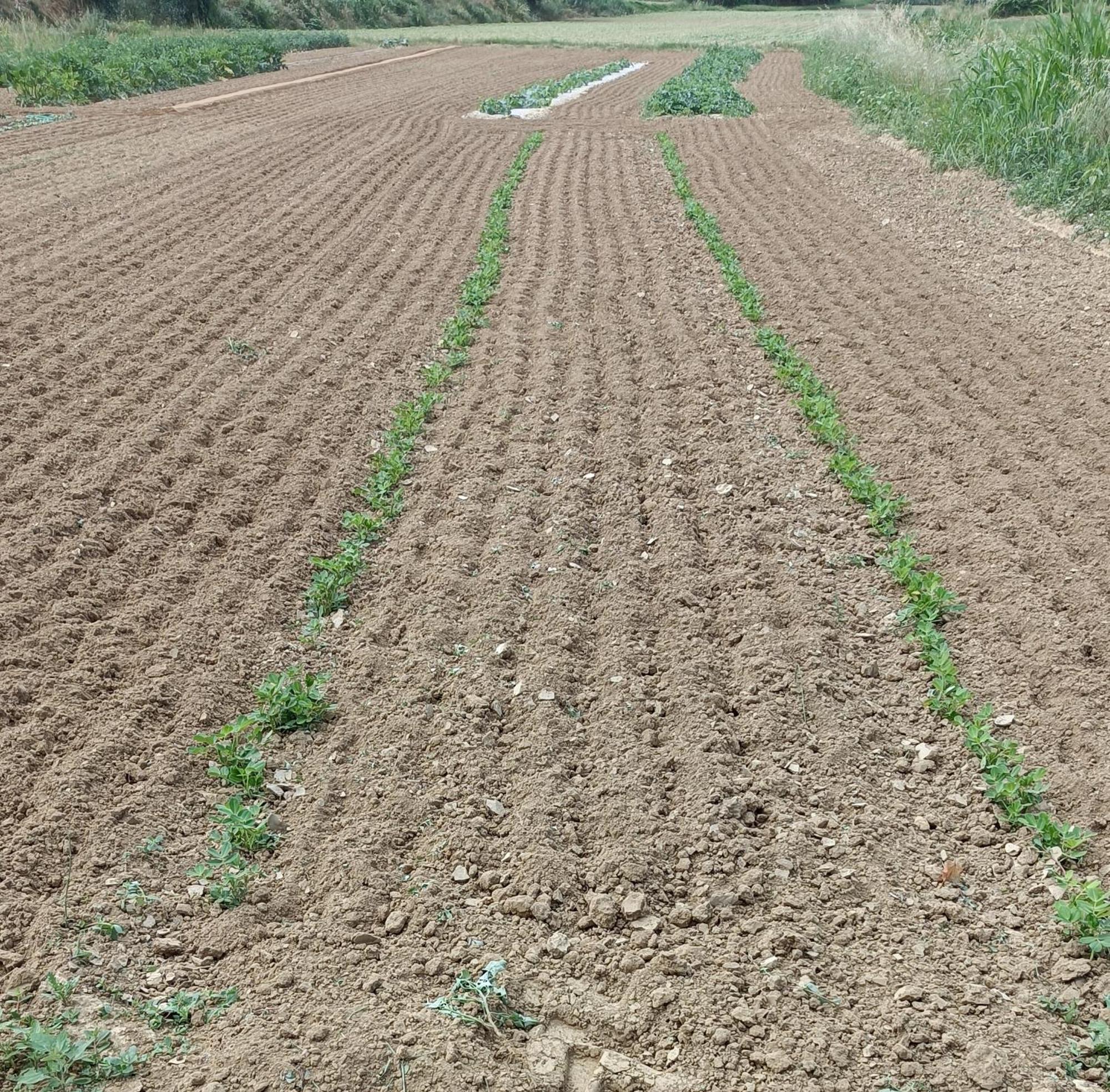 Podere Gian Battaglia Fucecchio Bagian luar foto