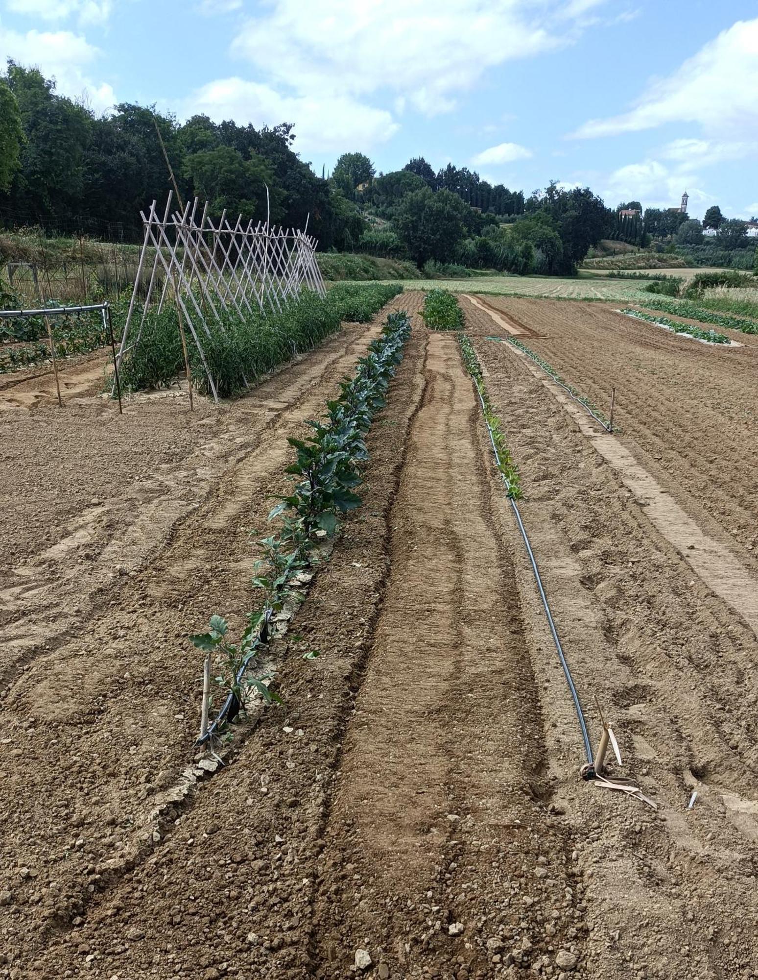 Podere Gian Battaglia Fucecchio Bagian luar foto